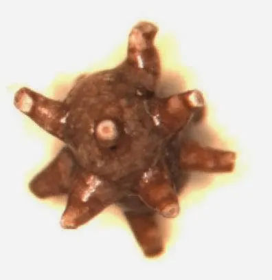 Adam Marcheluk. Dr n. med. UROLOGICA - Praktyka Lekarska